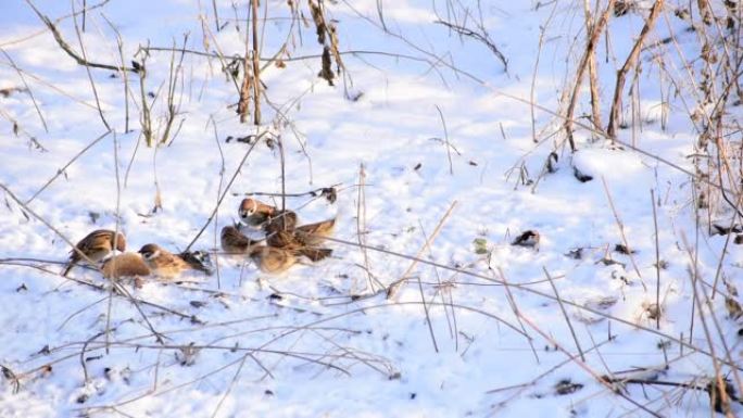 一群麻雀在雪地里啄面包