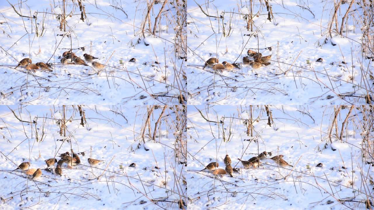 一群麻雀在雪地里啄面包