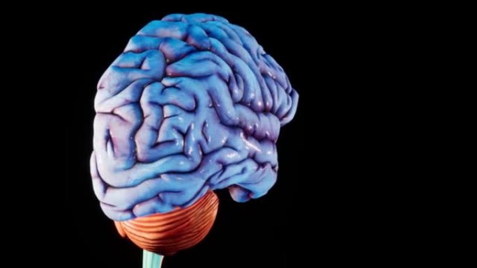 人脑解剖模型3D光面大脑屏幕。旋转人脑3D动画4k视频。