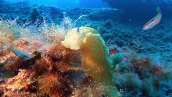 水下小型海洋生物-深海海床中的黄色nudibrach