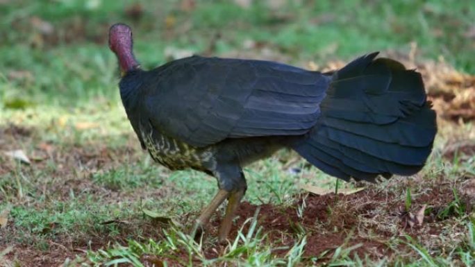 澳大利亚brushturkey