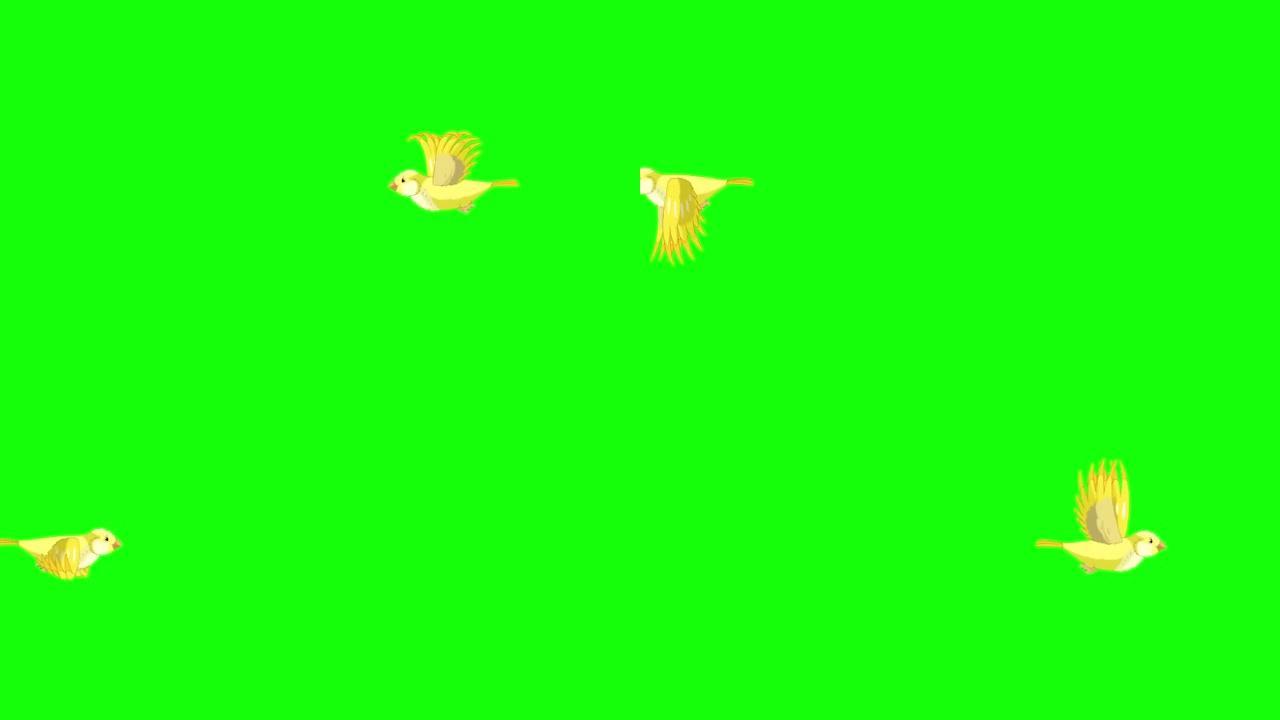 飞行黄色金丝雀长视图色度键高清