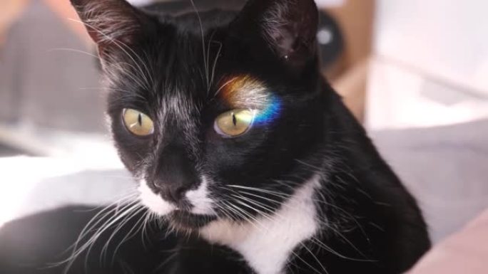 黑白猫在眼睛中反射了彩虹的阳光，然后移开了。