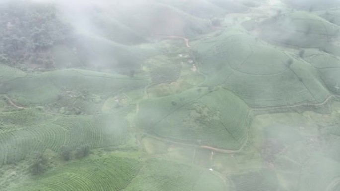 日出场景晨景，雾和雾空中无人机摄像机凸轮飞越越南北部富寿省龙科山区的茶园露台