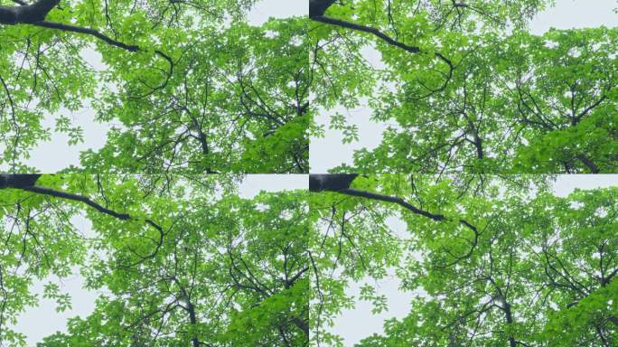 4K实拍春雨后广州天河公园绿树与小鸟。
