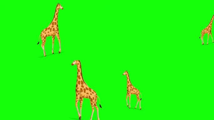 大长颈鹿离开色度键完整镜头