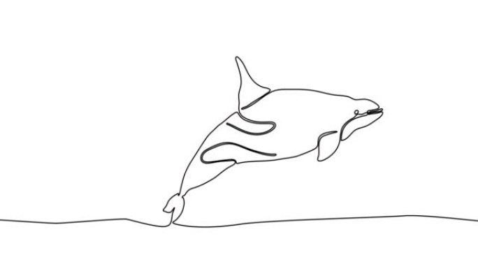 虎鲸的单线绘制动画