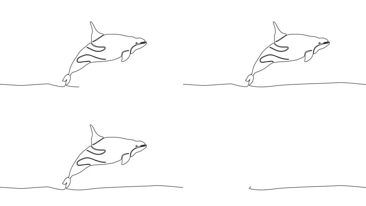 虎鲸的单线绘制动画