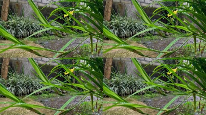 飘落的细雨湿润了院子里种植的黄色鸢尾植物