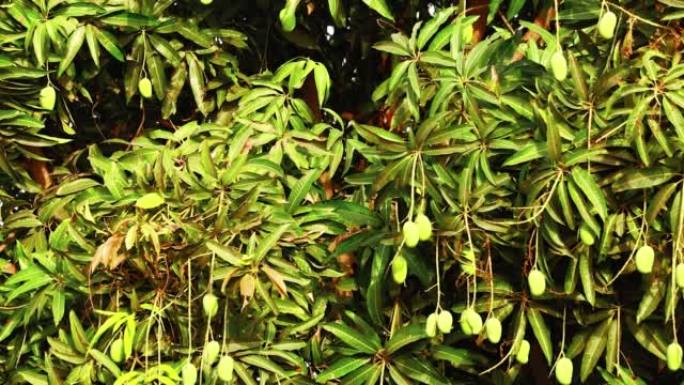 印度卡纳塔克邦芒果园里的绿色芒果，芒果树的树枝上有很多芒果，食物背景，