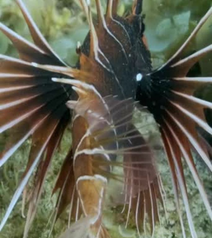 垂直视频: 放射状的萤火虫或红海狮子鱼 (Pterois radiata，Pterois cinct