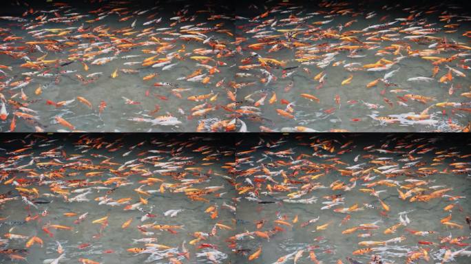 池塘里的金鱼锦鲤观赏鱼群