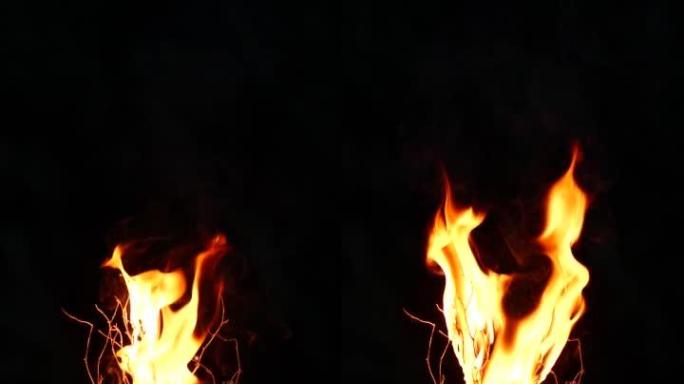 真实燃烧的树的慢动作，黑色背景上的特写火焰