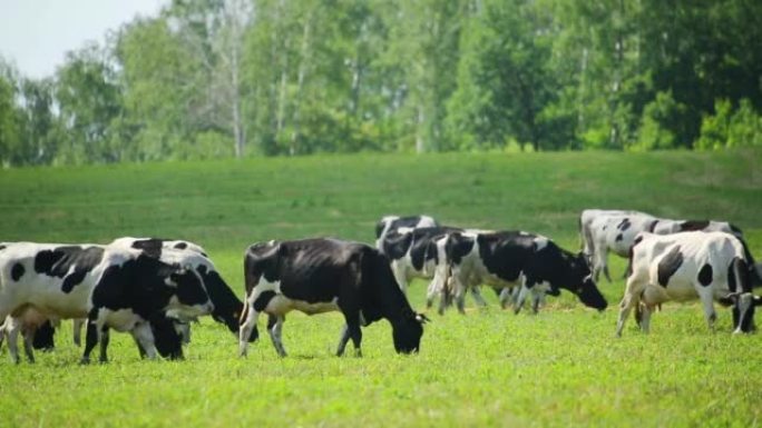 牧场上的牛群牧场上的牛群奶牛