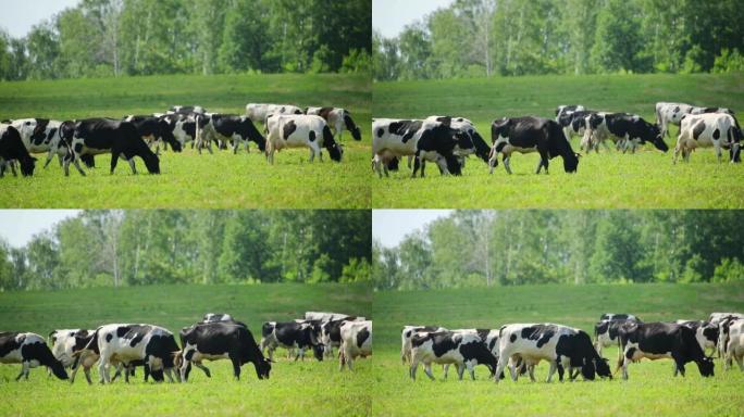 牧场上的牛群牧场上的牛群奶牛