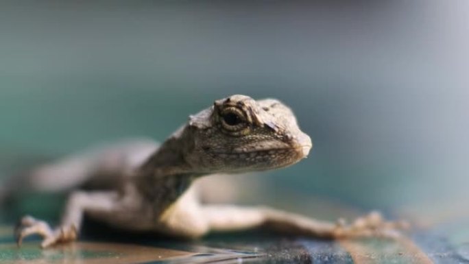 高清视频变色龙鬃毛 (Bronchocela jubata) 在地板上爬行。一种来自Agamidae