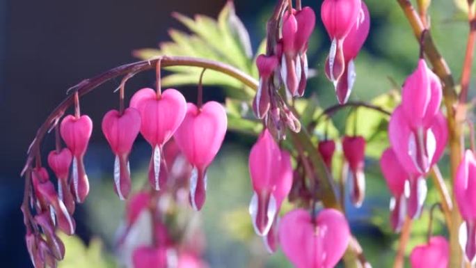 粉红的双子花或Lamprocapnos spectabilis，流血的心，输卵管的芽也称为七弦花，心