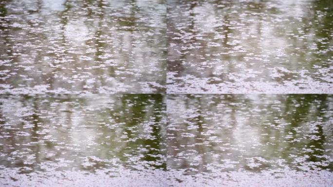 染池塘一侧的樱花花瓣 “慢动作”
