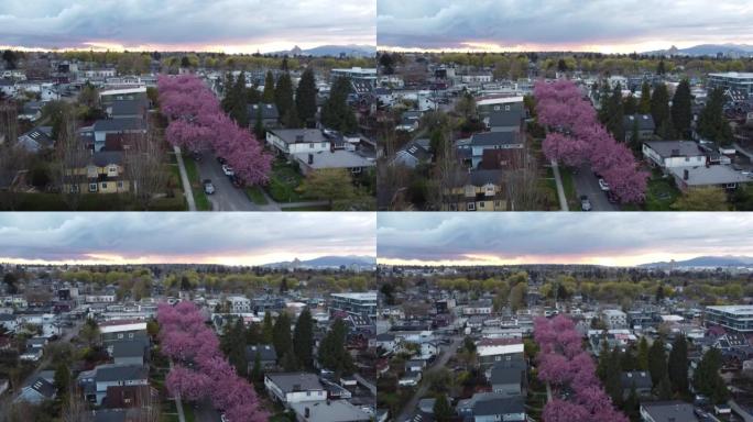 日落和樱花期间温哥华邻里的鸟瞰图