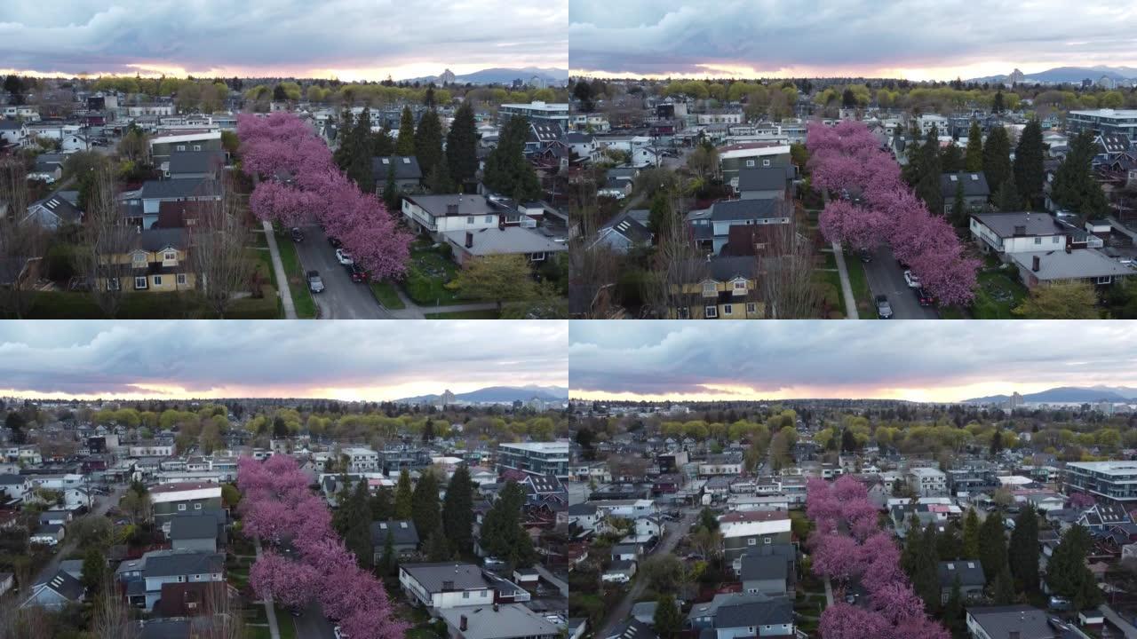 日落和樱花期间温哥华邻里的鸟瞰图