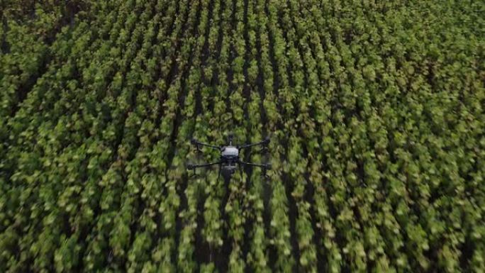 agrodrone用空气中的驱虫剂处理田地。喷雾器农用无人机直播。高质量4k镜头。四轴飞行器在田间飞