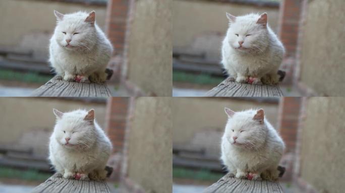 白猫吃老鼠爪子的血