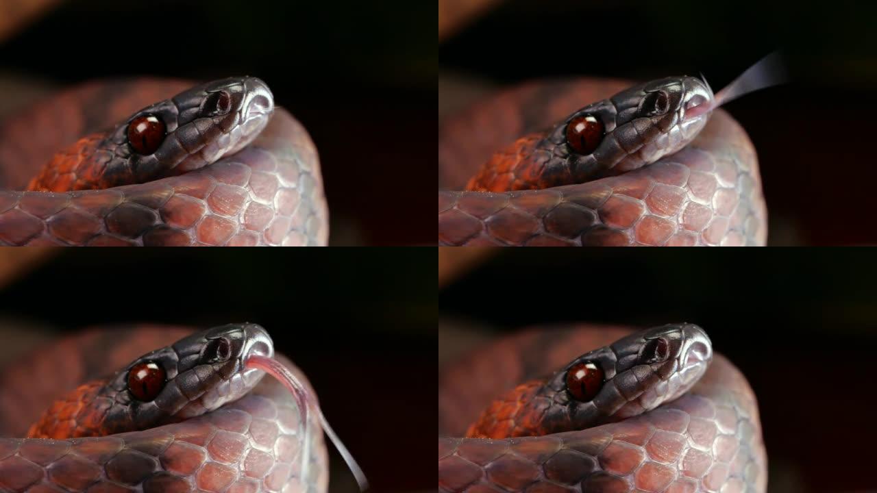 热带扁蛇 (Siphlophis compressus)