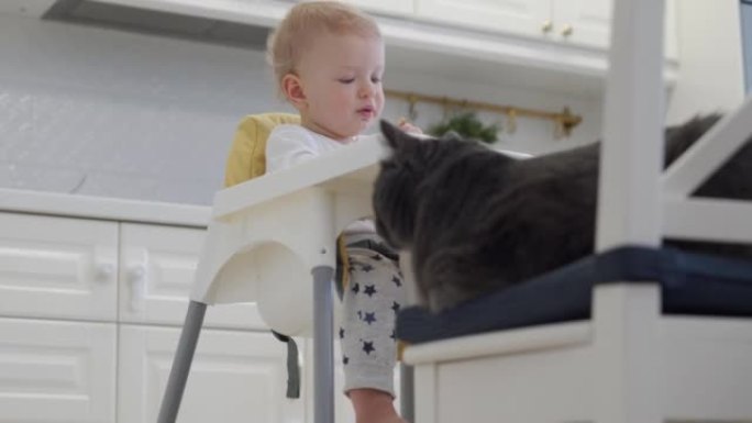 婴儿和猫在家庭中和平共处，婴儿坐在高脚椅上，旁边是一只灰色的家猫，猫跟随孩子的行动。