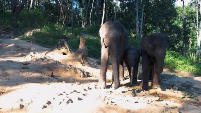 泰国清迈保护区的大象