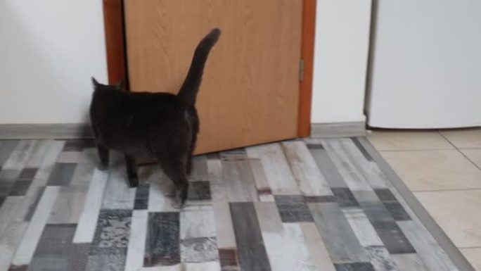 一只黑猫在室内的地板上行走并环顾四周的特写镜头