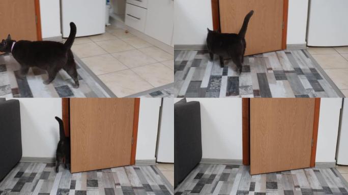 一只黑猫在室内的地板上行走并环顾四周的特写镜头