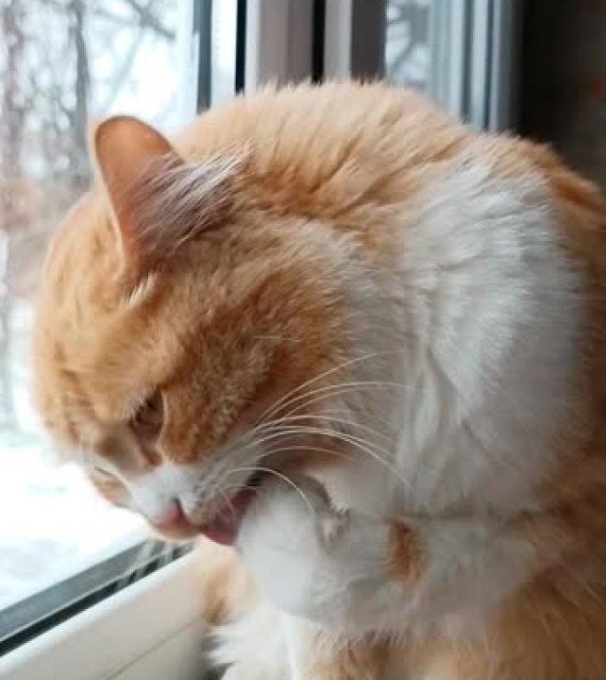 冬日，红猫坐在窗台上时用爪子洗脸
