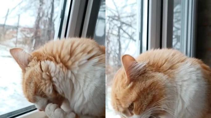 冬日，红猫坐在窗台上时用爪子洗脸