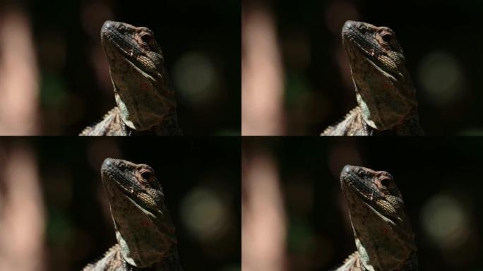黑刺尾鬣蜥 (ctenosaura similis)，哥斯达黎加野生动物和雨林动物，温血爬行动物在阳