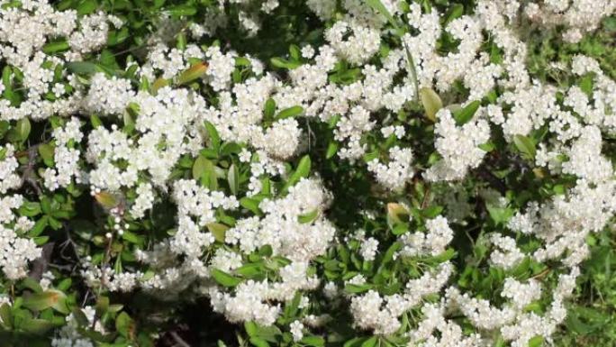 夏季白色盛开的花朵与蜜蜂的背景