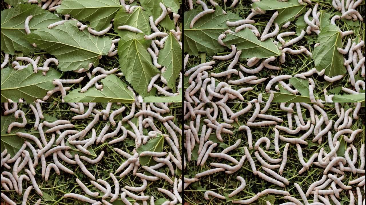 许多成熟的蚕吃新鲜的桑叶，直到一切都消失了，4k延时镜头，农业概念。