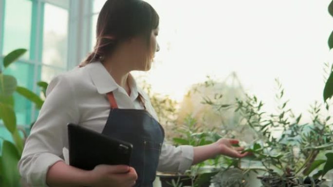 作为小企业主的企业家女孩她在植物车间温室，树木车间工作