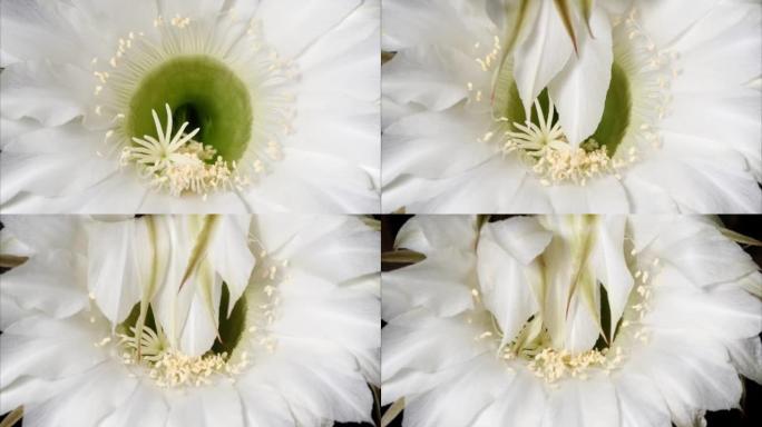 白色仙人掌花从盛开到枯萎的时间流逝。春天的花朵白色仙人掌枯萎在黑色背景上，4k视频工作室拍摄，特写镜