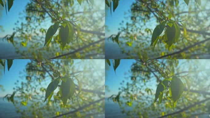 柳叶随风移动，阳光闪烁。新鲜的绿色柳枝在波克湖畔微风中摇曳。树叶随风移动。放松，沉思的自然时刻