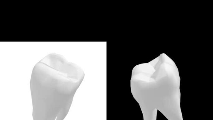 孤立的3D牙齿的旋转视图。垂直3D 4K。