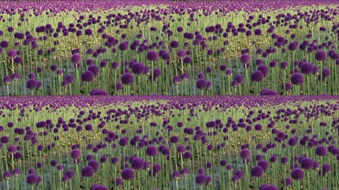 紫色葱属花紫色葱花种植基地视频素材