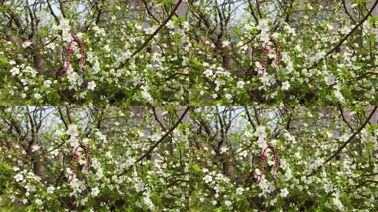 红色和白色的Martenitsa或Martisor绳手镯挂在盛开的树枝上，这是保加利亚和罗马尼亚的春