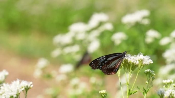 4K slow motion video of a butterfly named "Chestnu