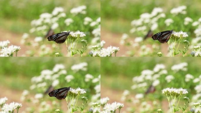 4K slow motion video of a butterfly named "Chestnu