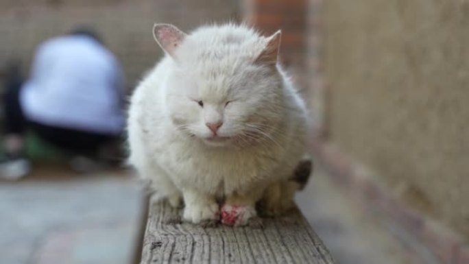 白猫与受伤的爪子和流血打架