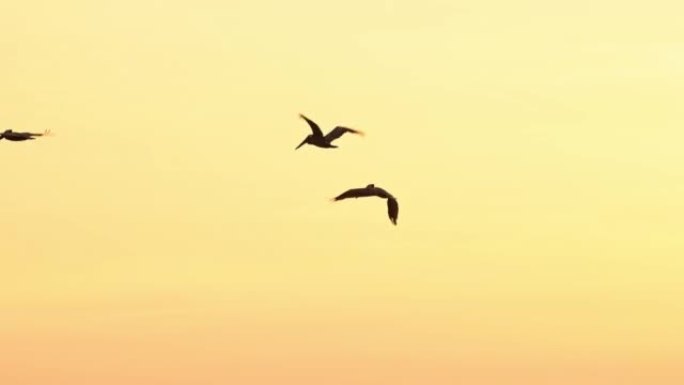 哥斯达黎加令人惊叹的野生动物，在橙色日落时分，在太平洋海岸和海洋上空飞行的棕色鹈鹕 (pelecan