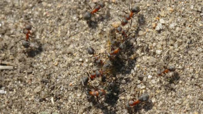 一群红蚂蚁在爱沙尼亚的死虫上爬行
