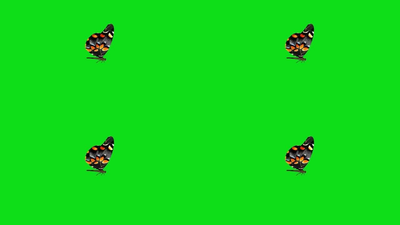 黑蝴蝶独自在绿色背景上飞翔。带阿尔法通道的蝴蝶。键颜色，颜色键，alpha通道。4k蝴蝶视频