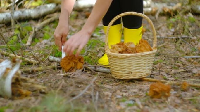 春季云杉森林中的Gyromitra gigas。一个穿黄色靴子的女孩用刀砍下蘑菇
