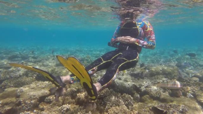 大胆的养殖鱼袭击了一个在珊瑚礁中保卫家园的浮潜者。女人看着一群养殖鱼在盆栽珊瑚礁上游动。昏暗的农民鱼